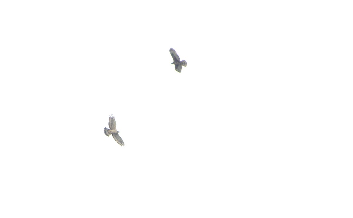 Changeable Hawk-Eagle - ML645976417