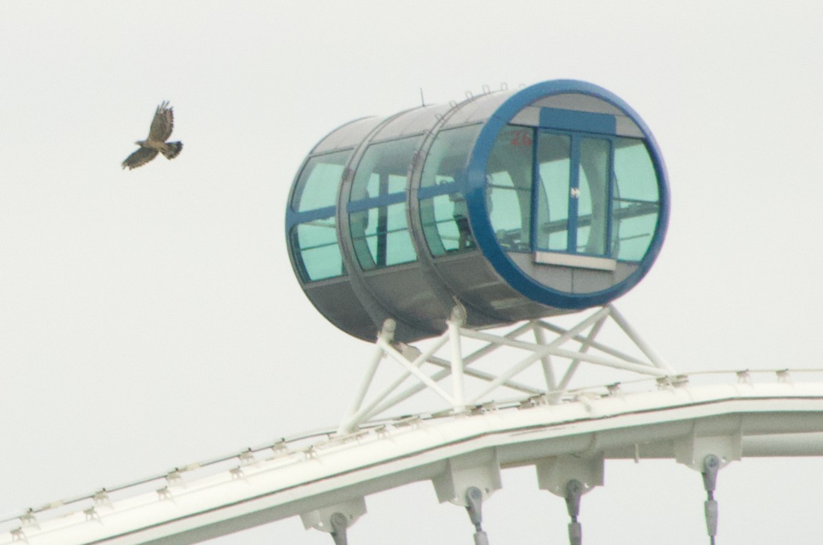 Changeable Hawk-Eagle - ML645976418