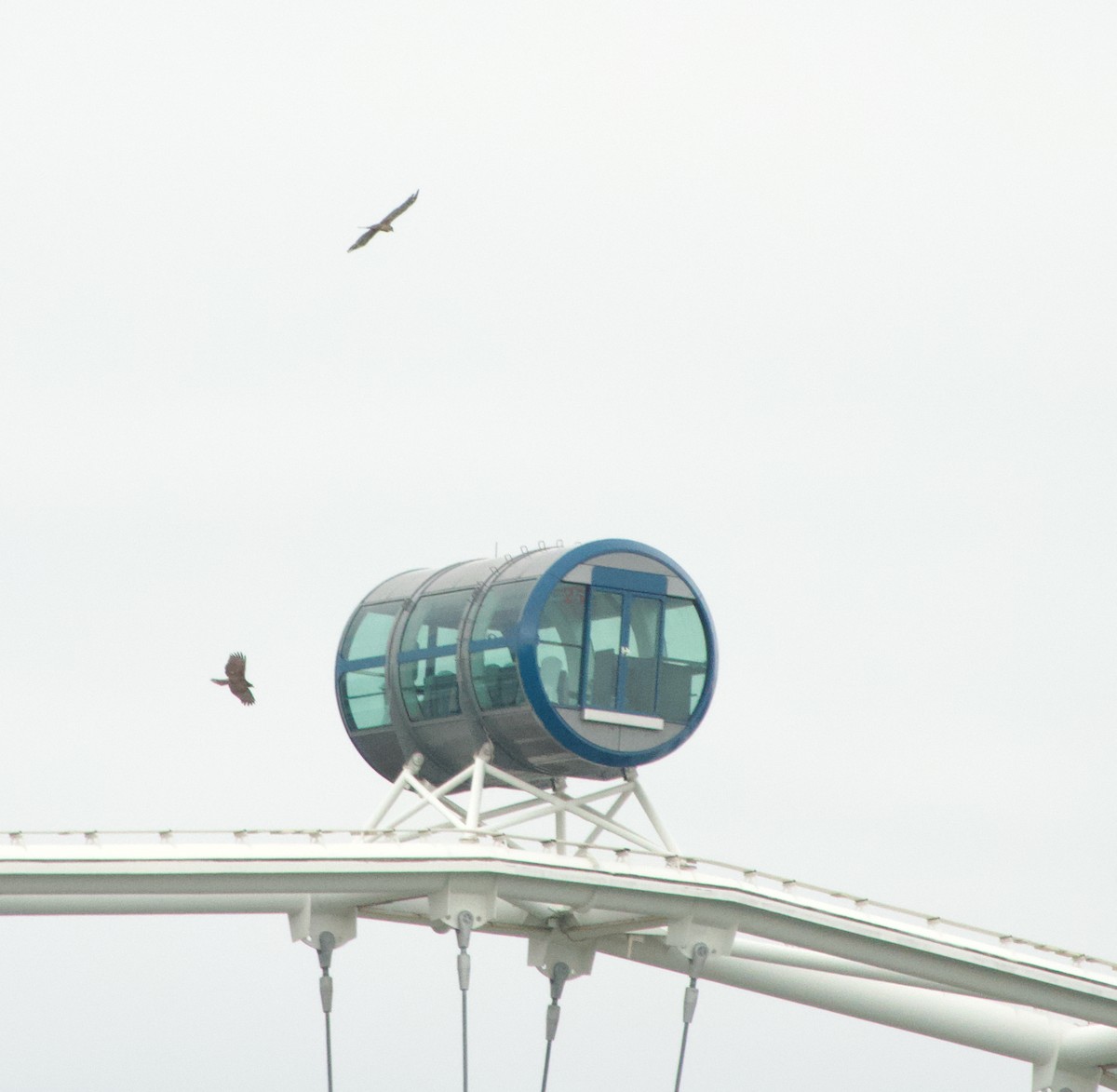 Changeable Hawk-Eagle - ML645976420