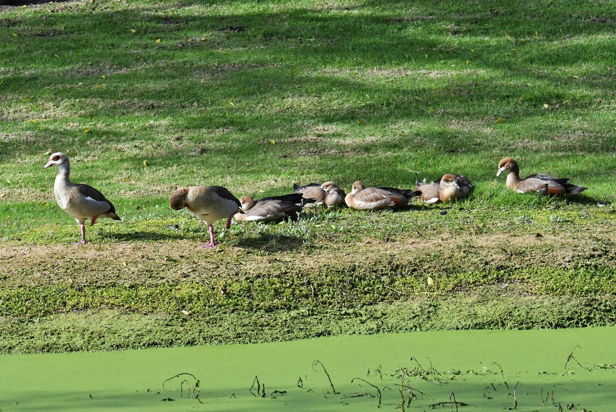 埃及雁 - ML645976422