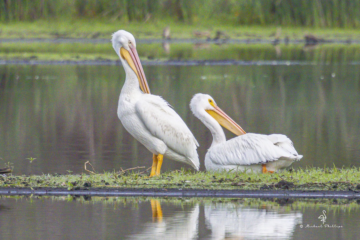 American White Pelican - ML645976424
