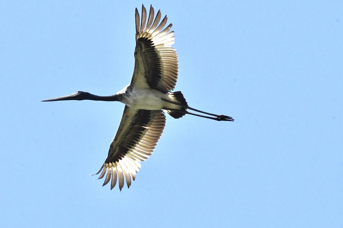 Black-necked Stork - ML645976427