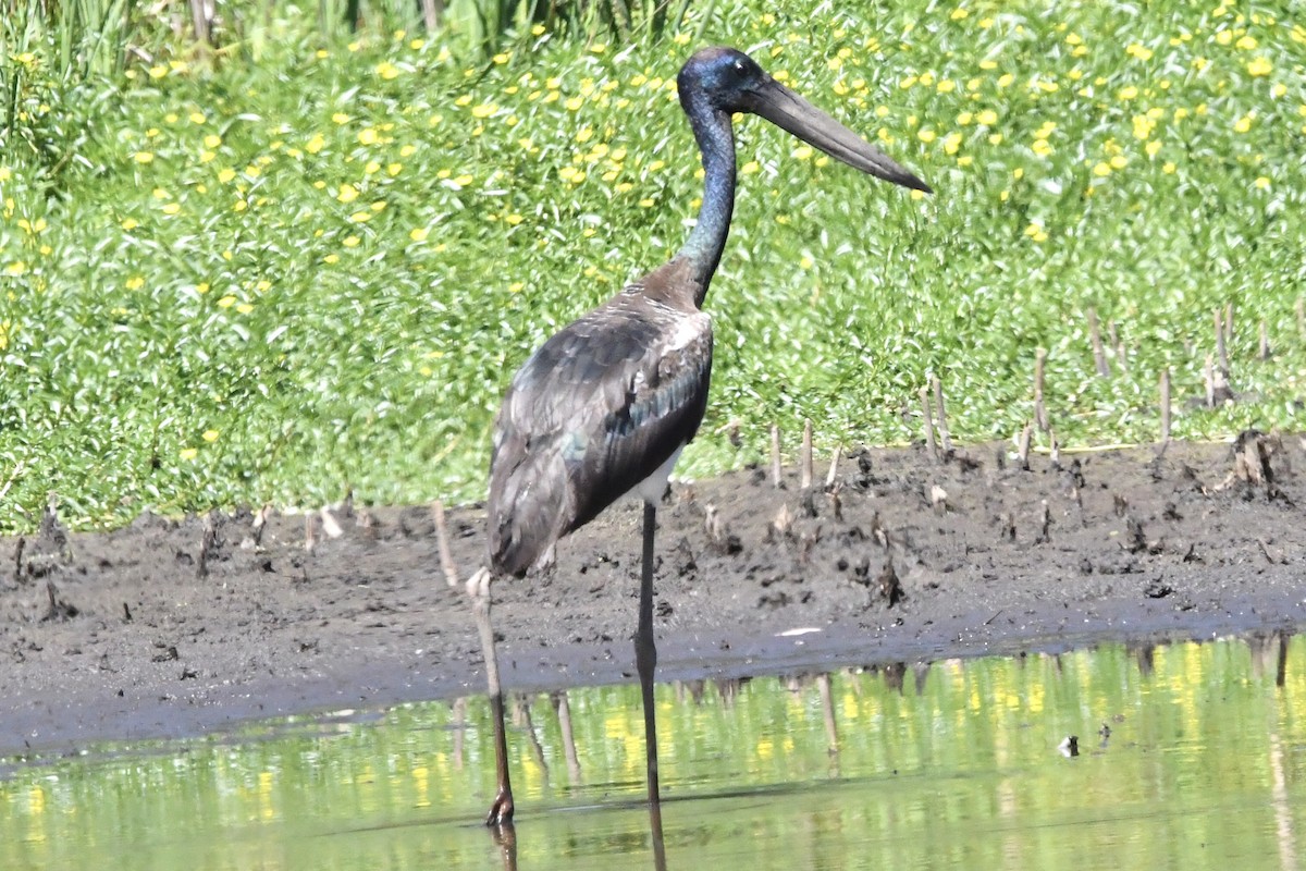 Black-necked Stork - ML645976428