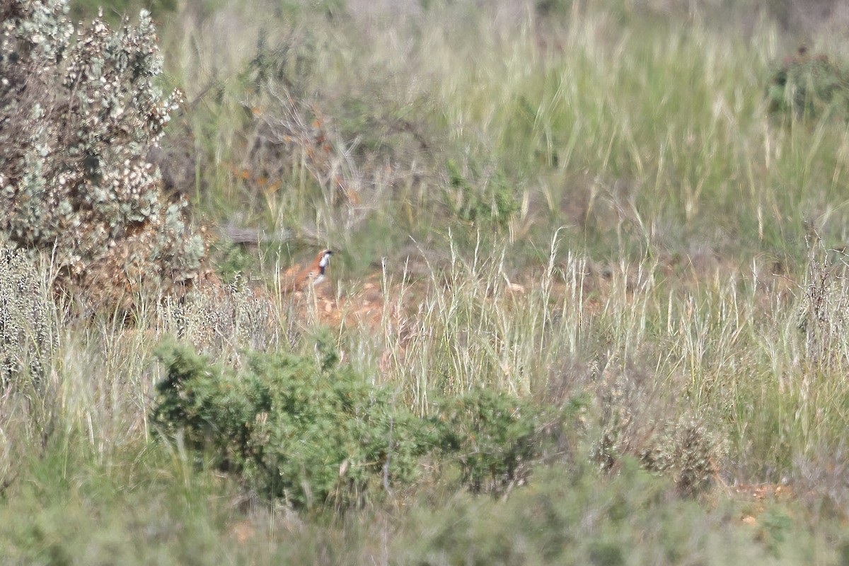 Nullarbor Quail-thrush - ML645976429
