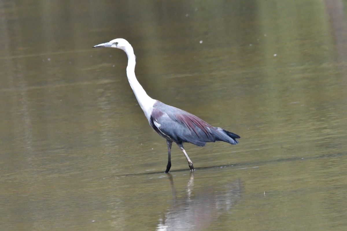 Pacific Heron - ML645976430