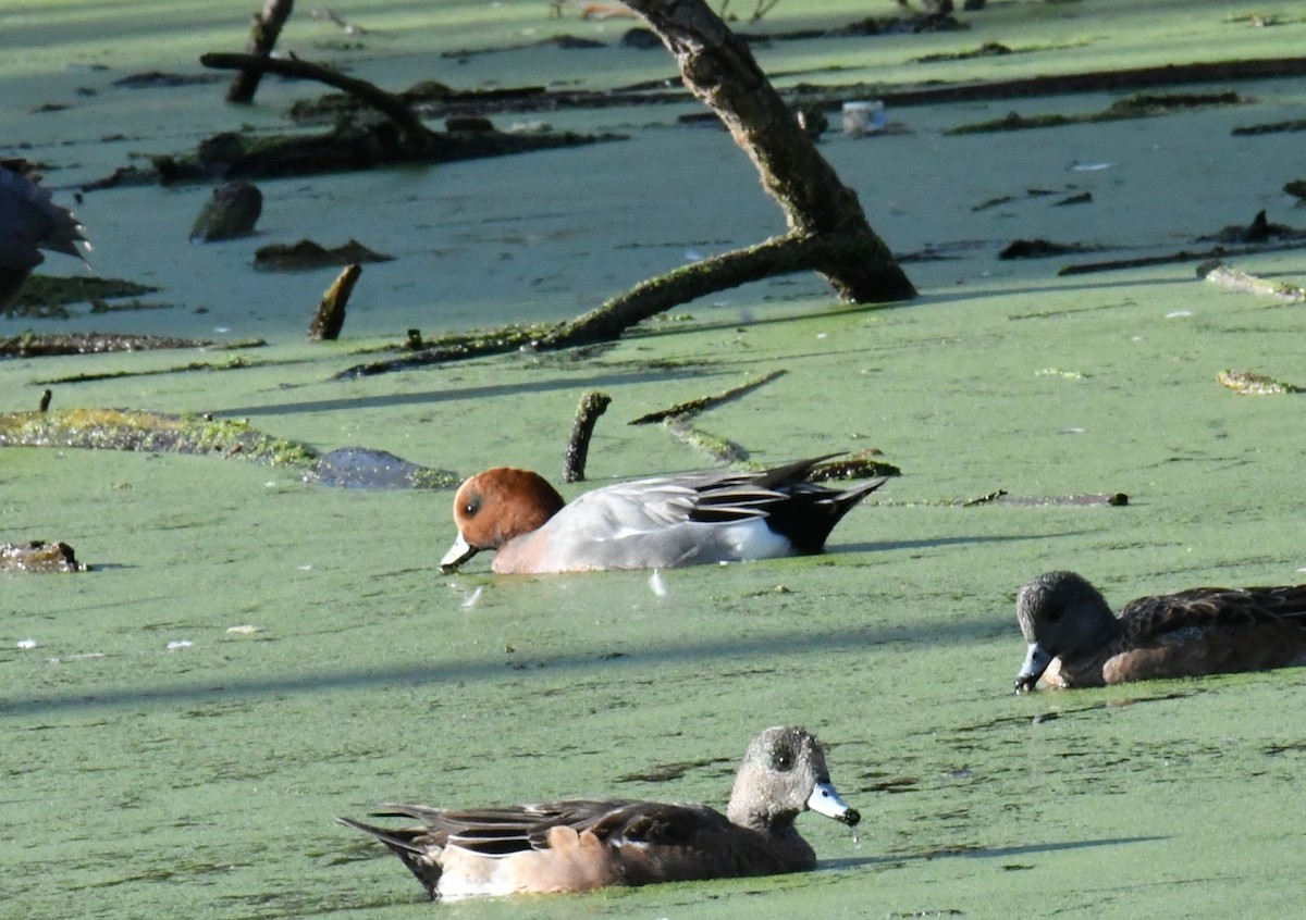 赤頸鴨 - ML645976431