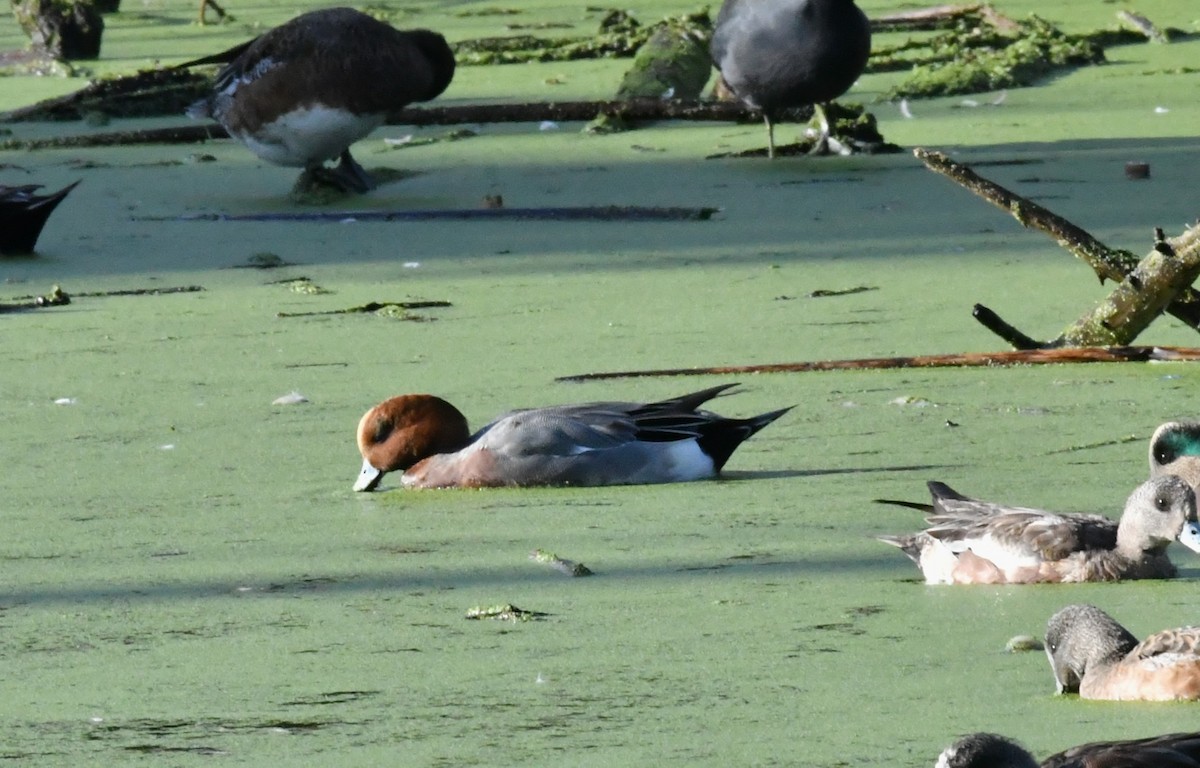 赤頸鴨 - ML645976433