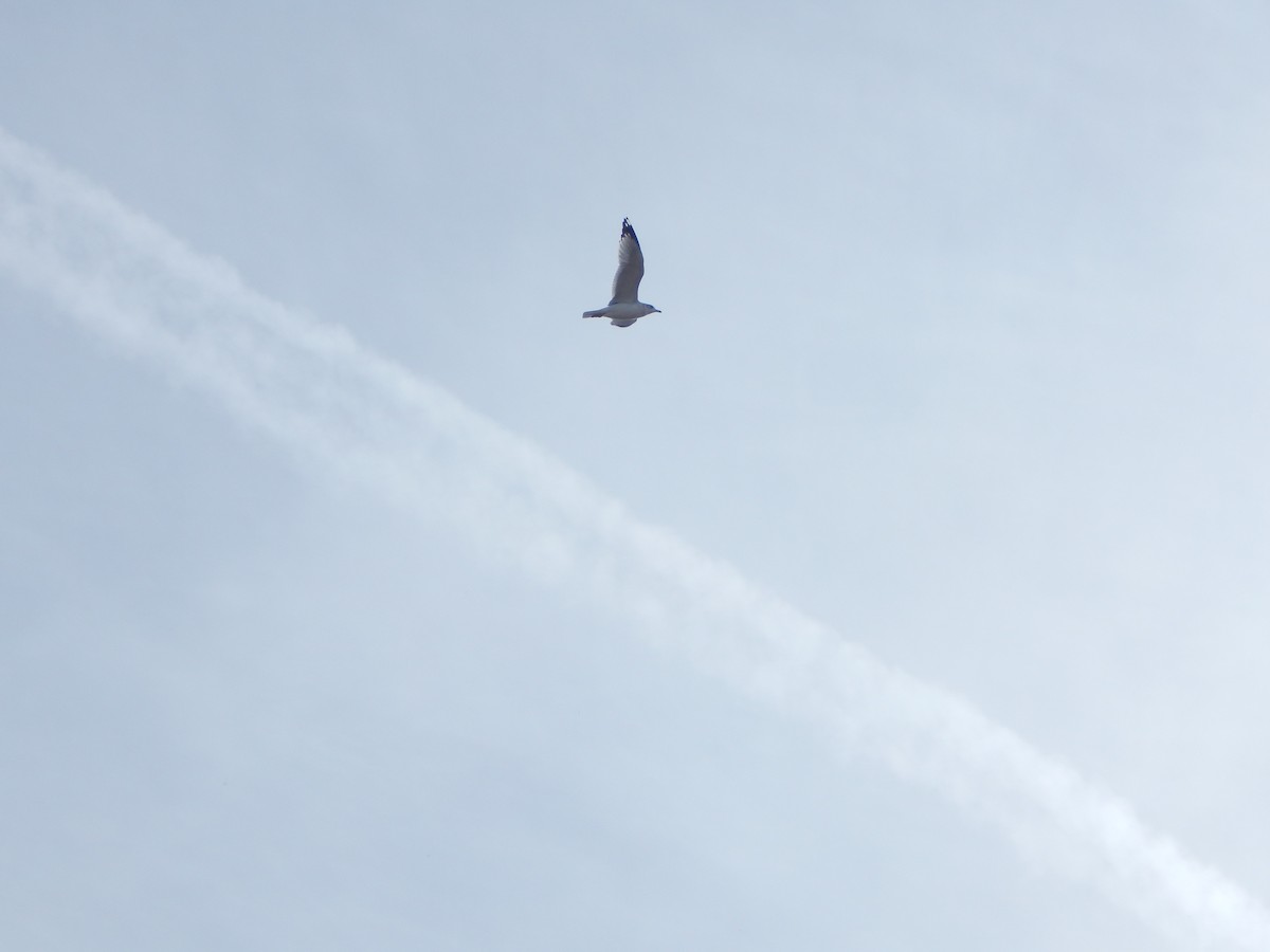 California Gull - ML645976434