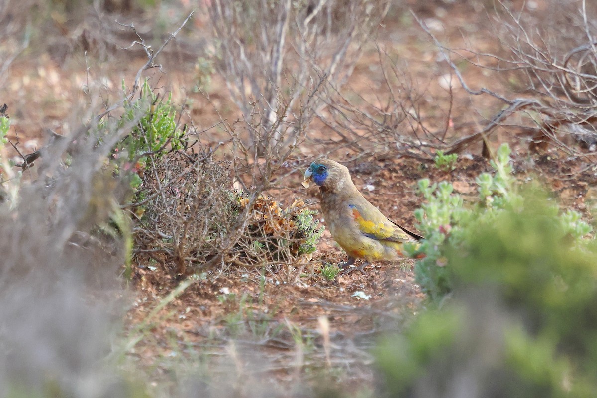 Naretha Bluebonnet - ML645976435