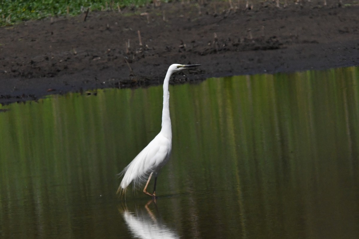 Silberreiher - ML645976436