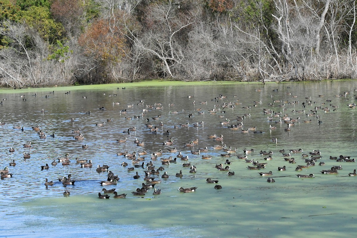 葡萄胸鴨 - ML645976437
