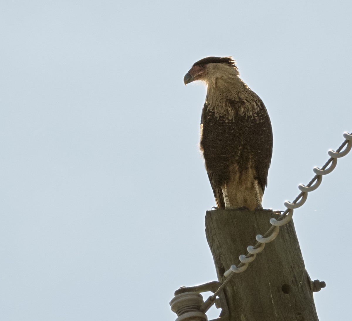 Crested Caracara - ML645976439