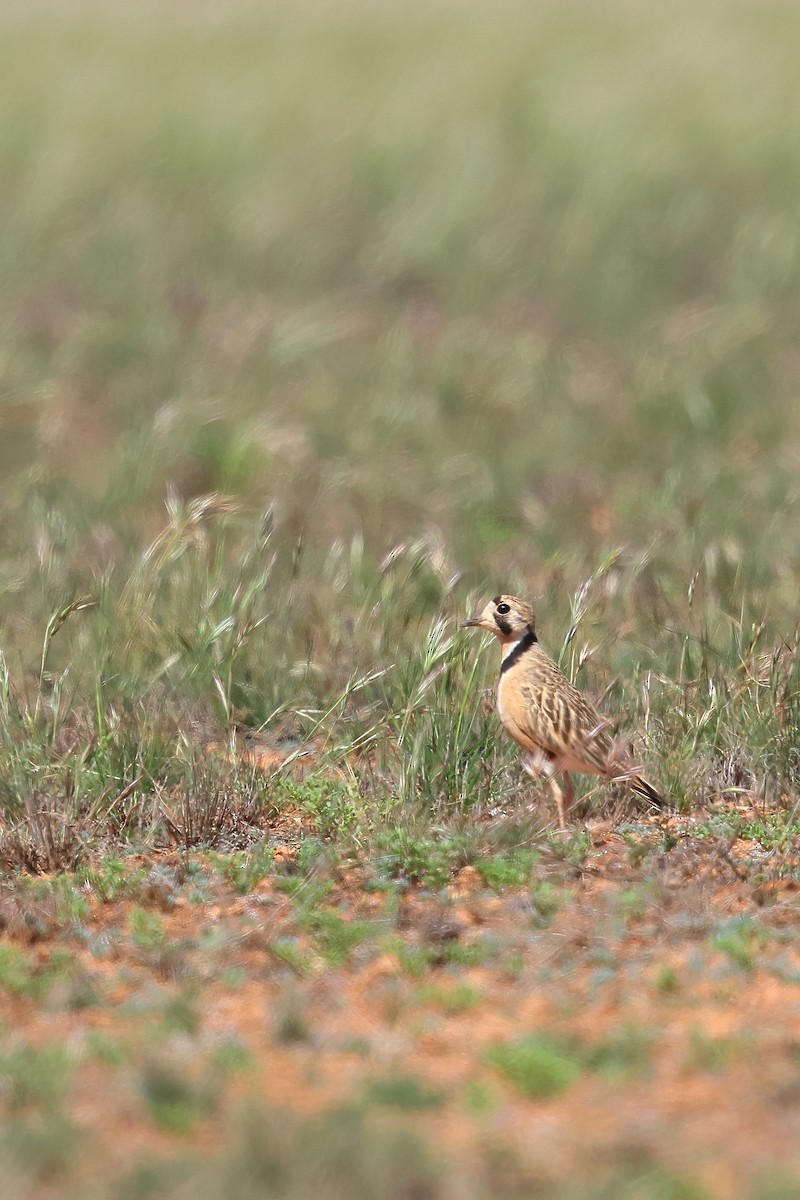 Inland Dotterel - ML645976440