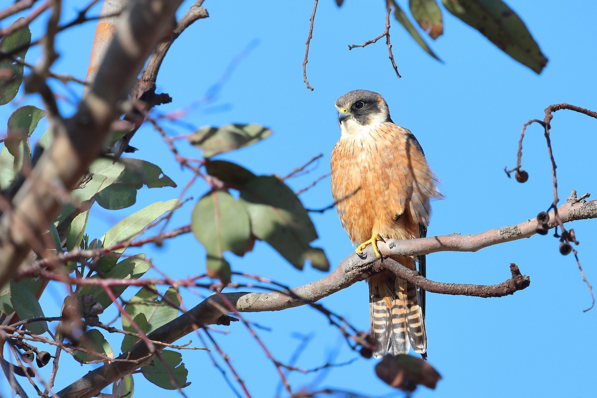 Australian Hobby - ML645976443
