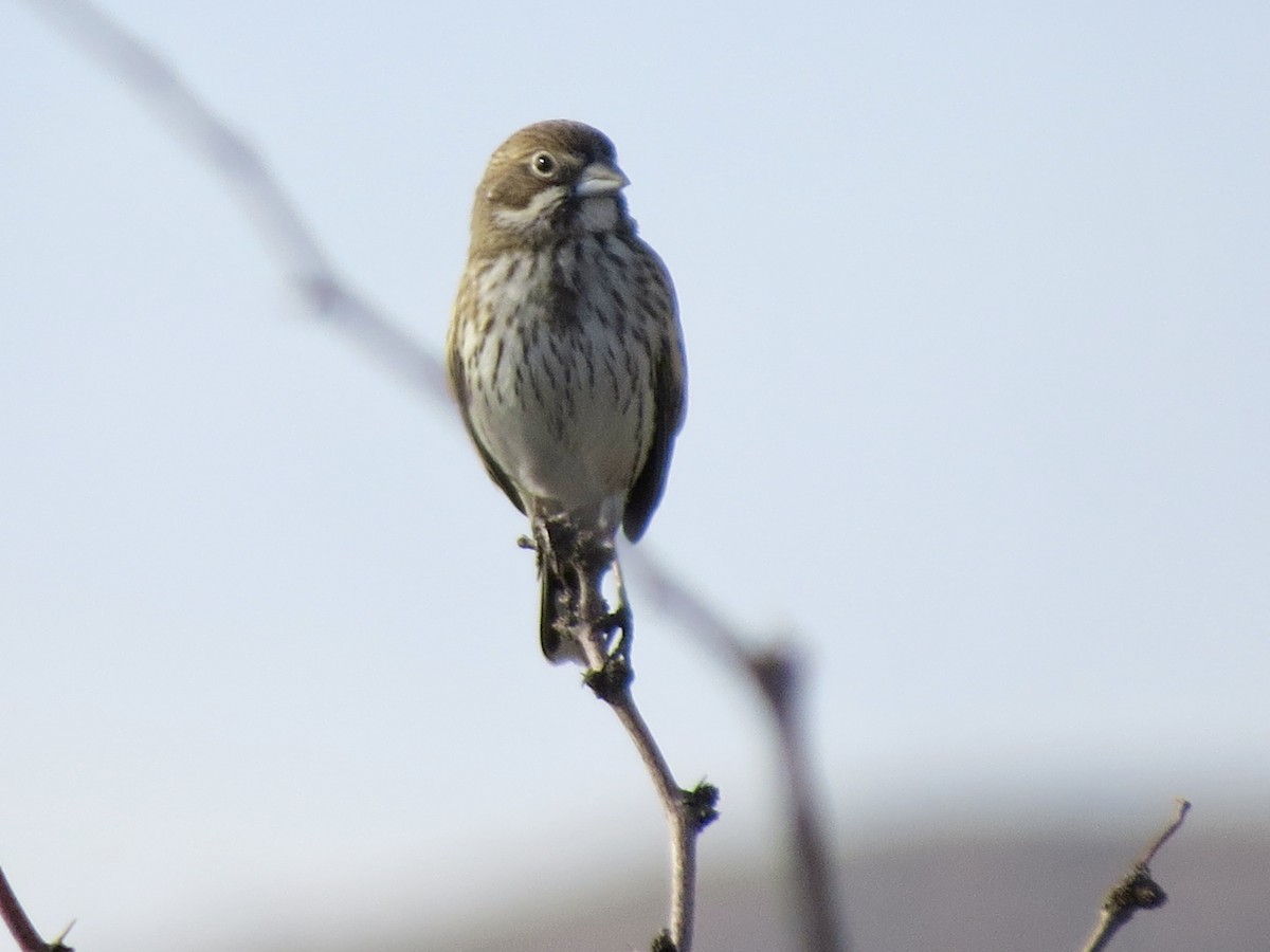 Prärieammer - ML645976445