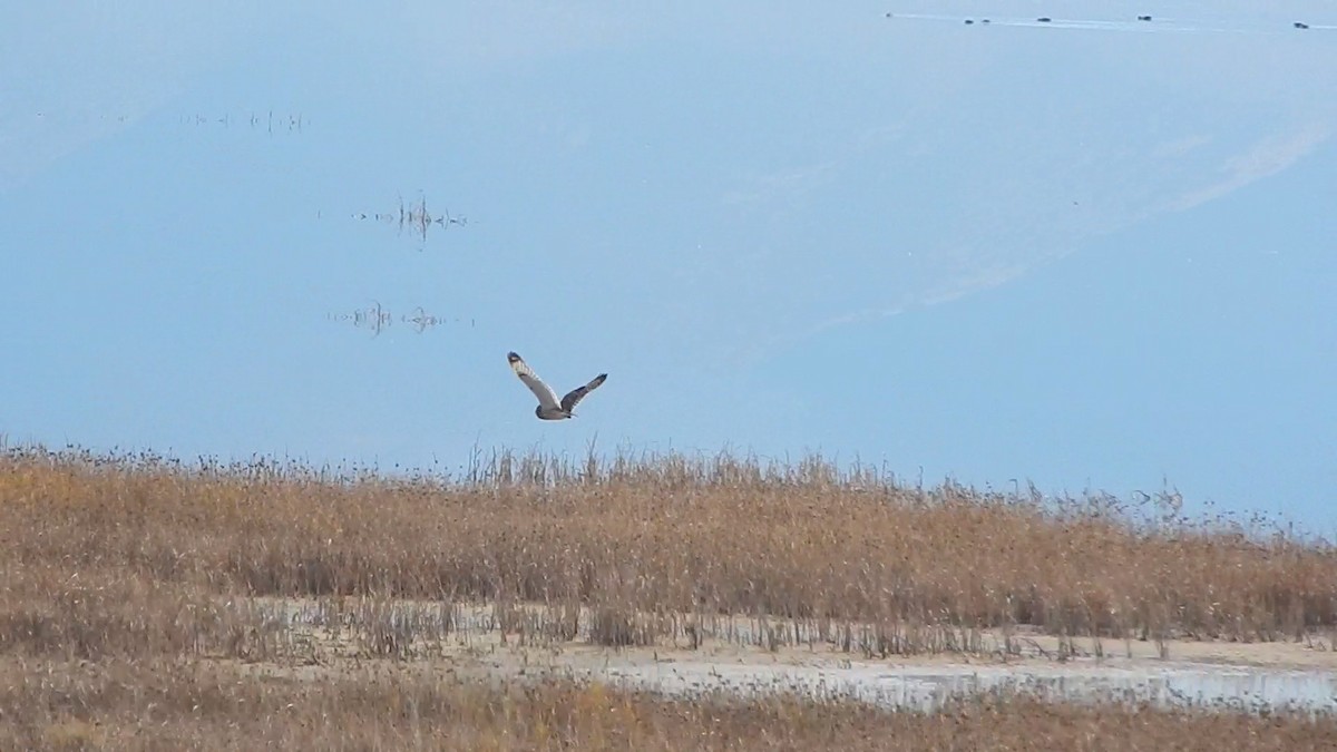 jordugle (flammeus) - ML645976446