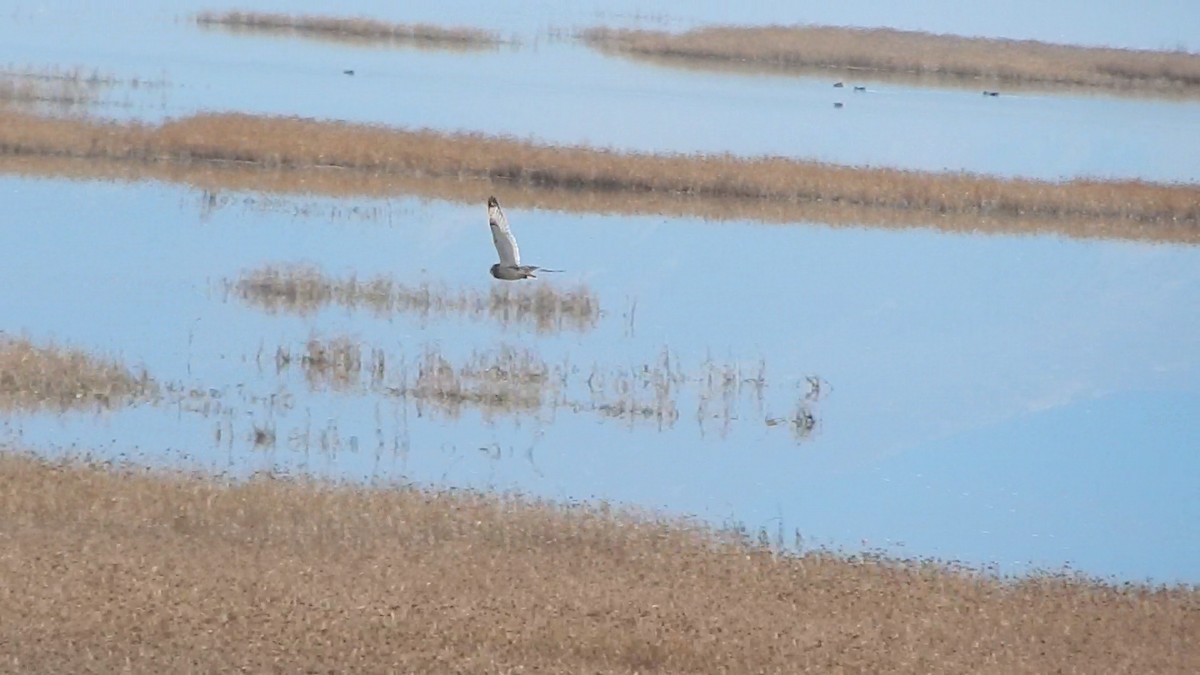 jordugle (flammeus) - ML645976447