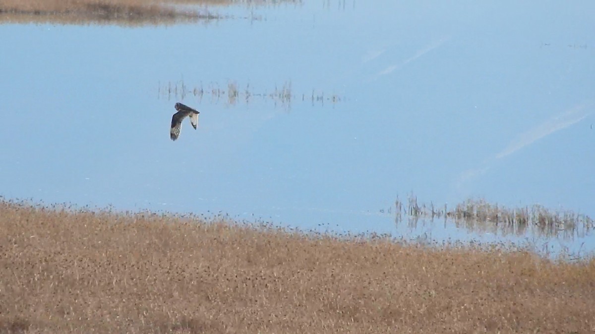 jordugle (flammeus) - ML645976448