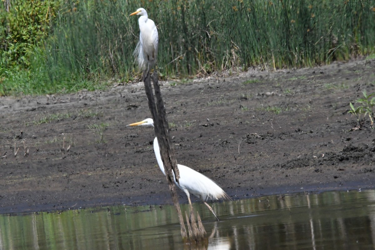 Pazifikmittelreiher - ML645976452