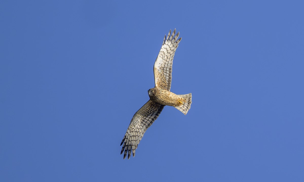 mørkmyrhauk - ML645976454