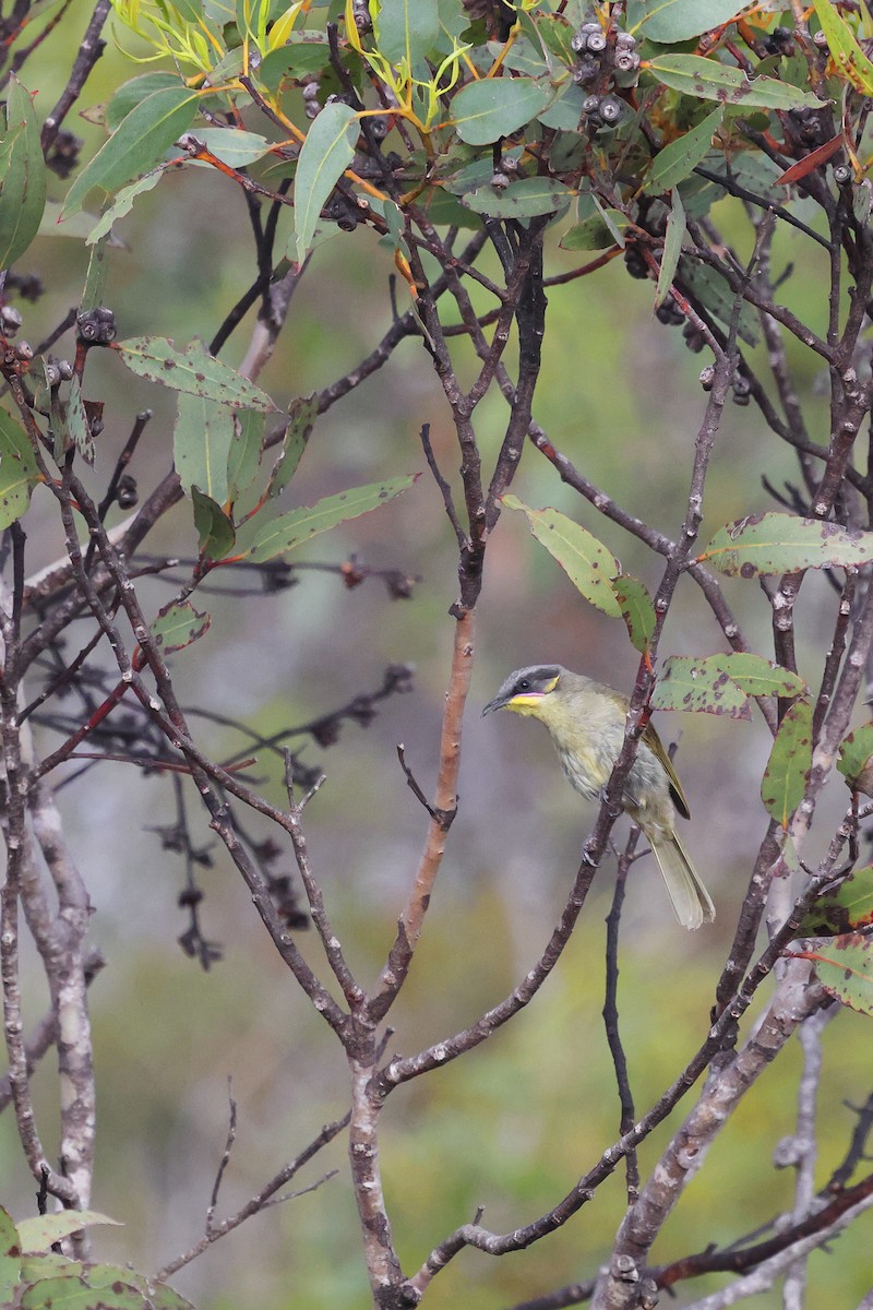 Purple-gaped Honeyeater - ML645976483