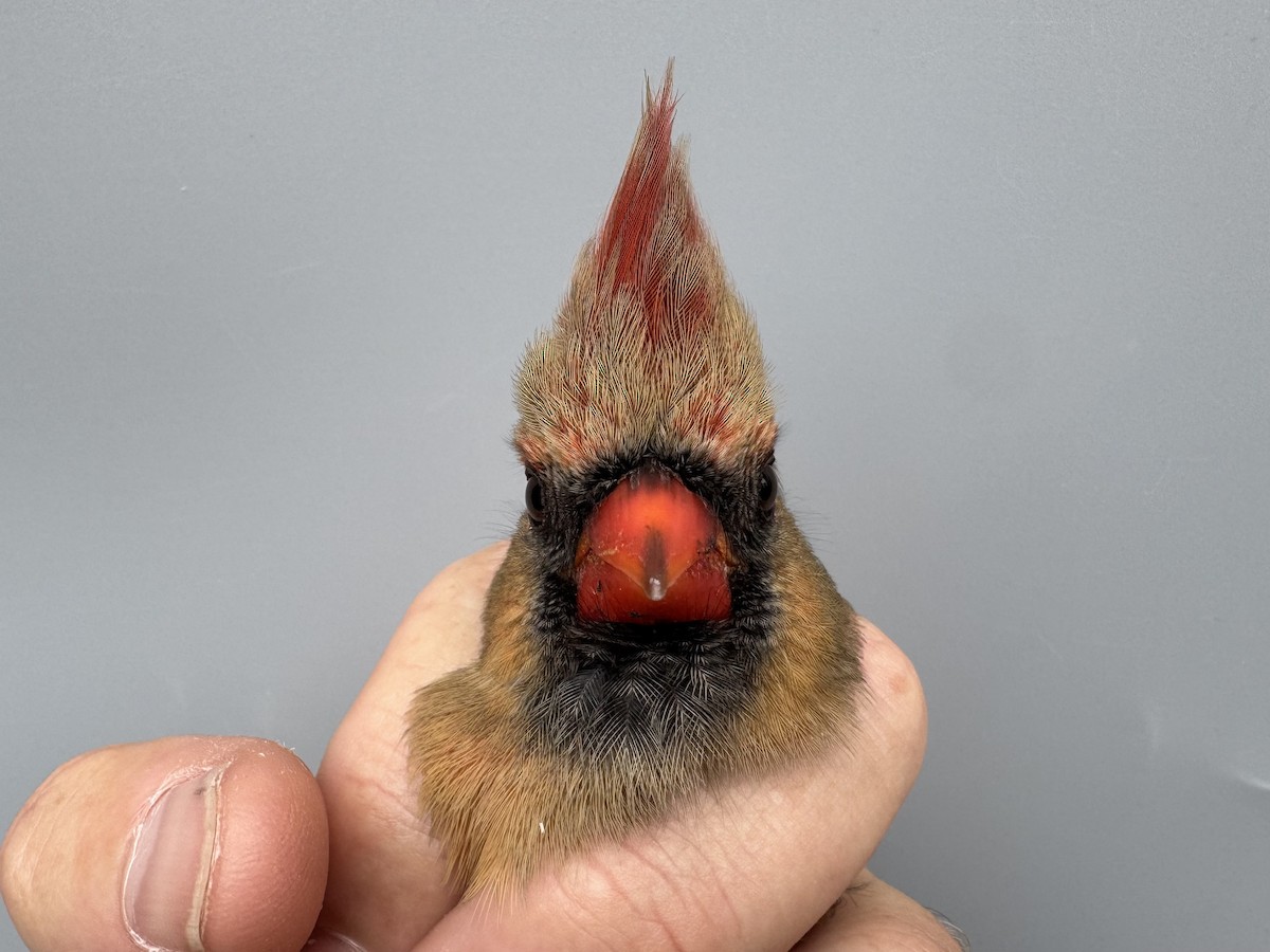 rødkardinal - ML645976484