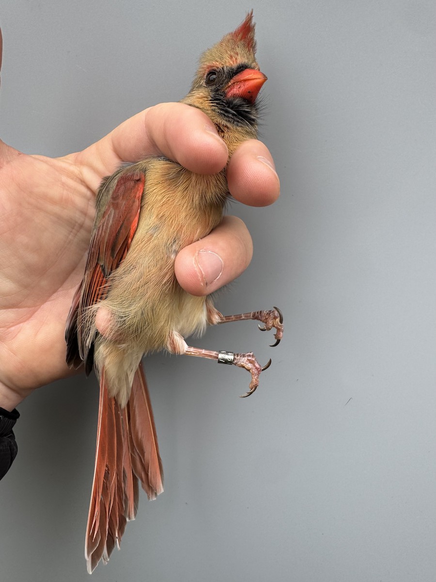 rødkardinal - ML645976485