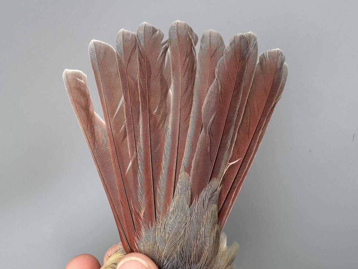 rødkardinal - ML645976486