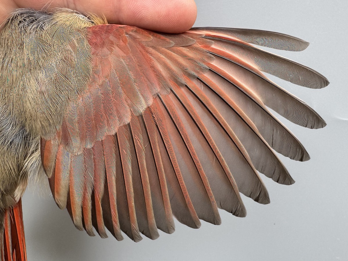 rødkardinal - ML645976487