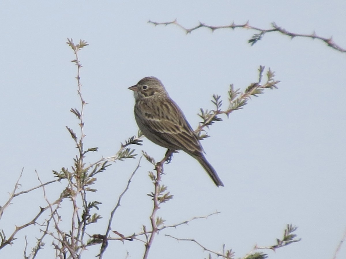 Vesper Sparrow - ML645976490