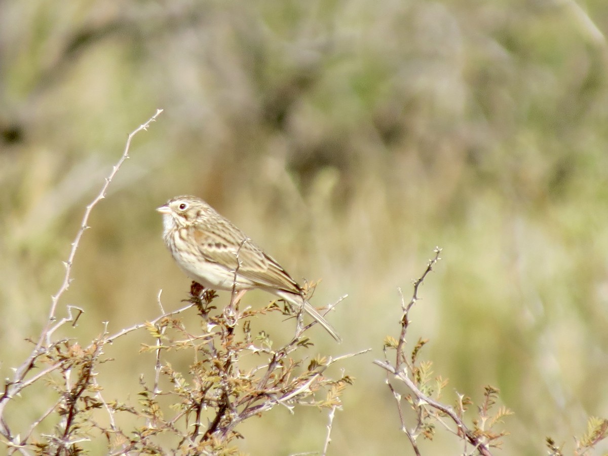 Пасовник польовий - ML645976491