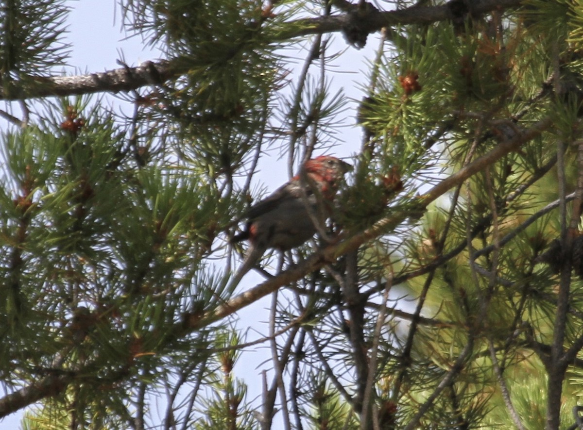 ギンザンマシコ（montana） - ML645976494