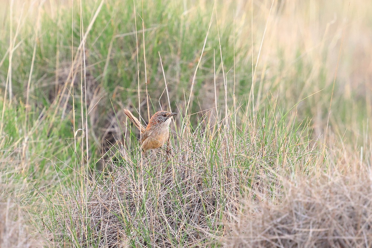 Short-tailed Grasswren - ML645976495