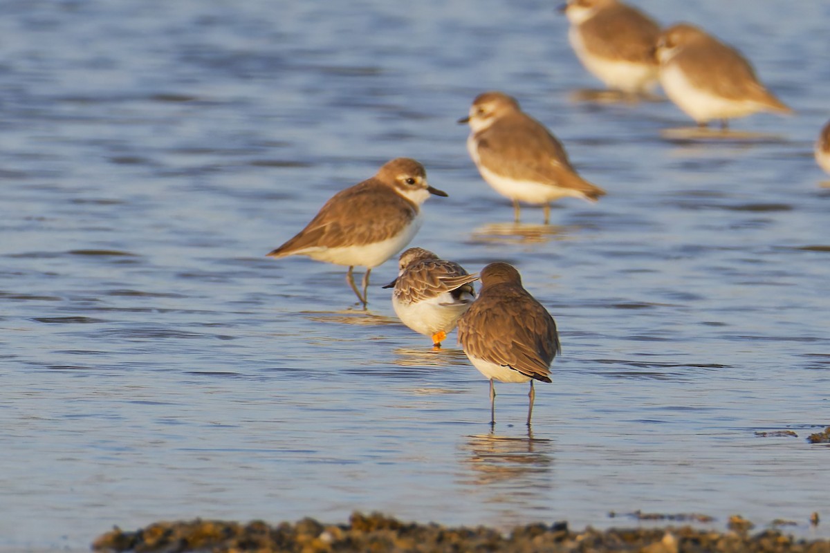 Tibet Cılıbıtı - ML645976496