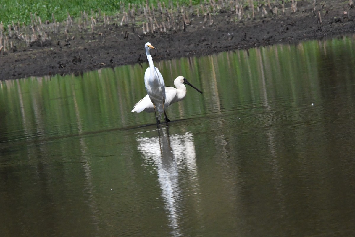 Königslöffler - ML645976498