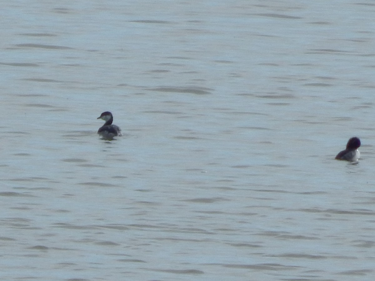 horndykker - ML645976506