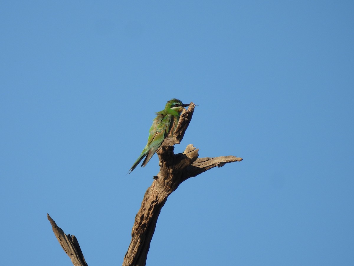 Blue-cheeked Bee-eater - ML645976521