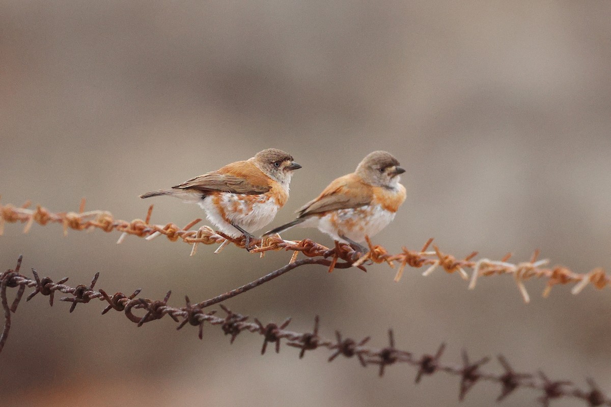 Chestnut-breasted Whiteface - ML645976524