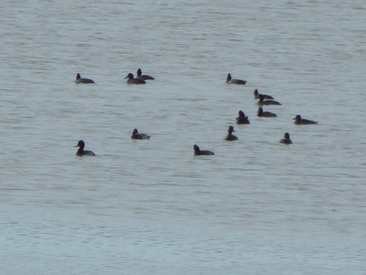 Lesser Scaup - ML645976528