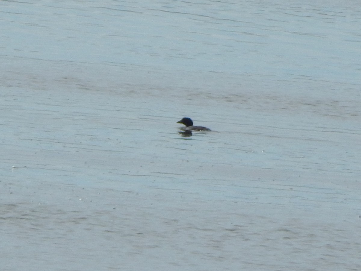 kvinand - ML645976532