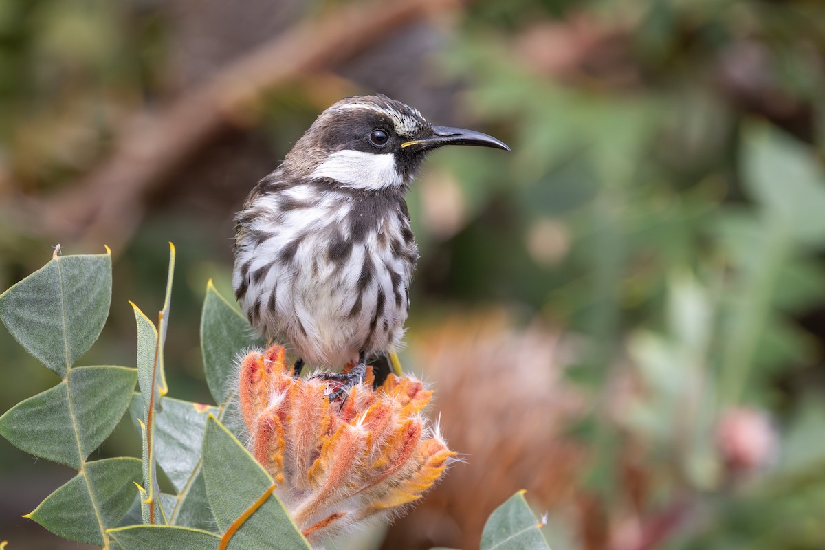 White-cheeked Honeyeater - ML645976534