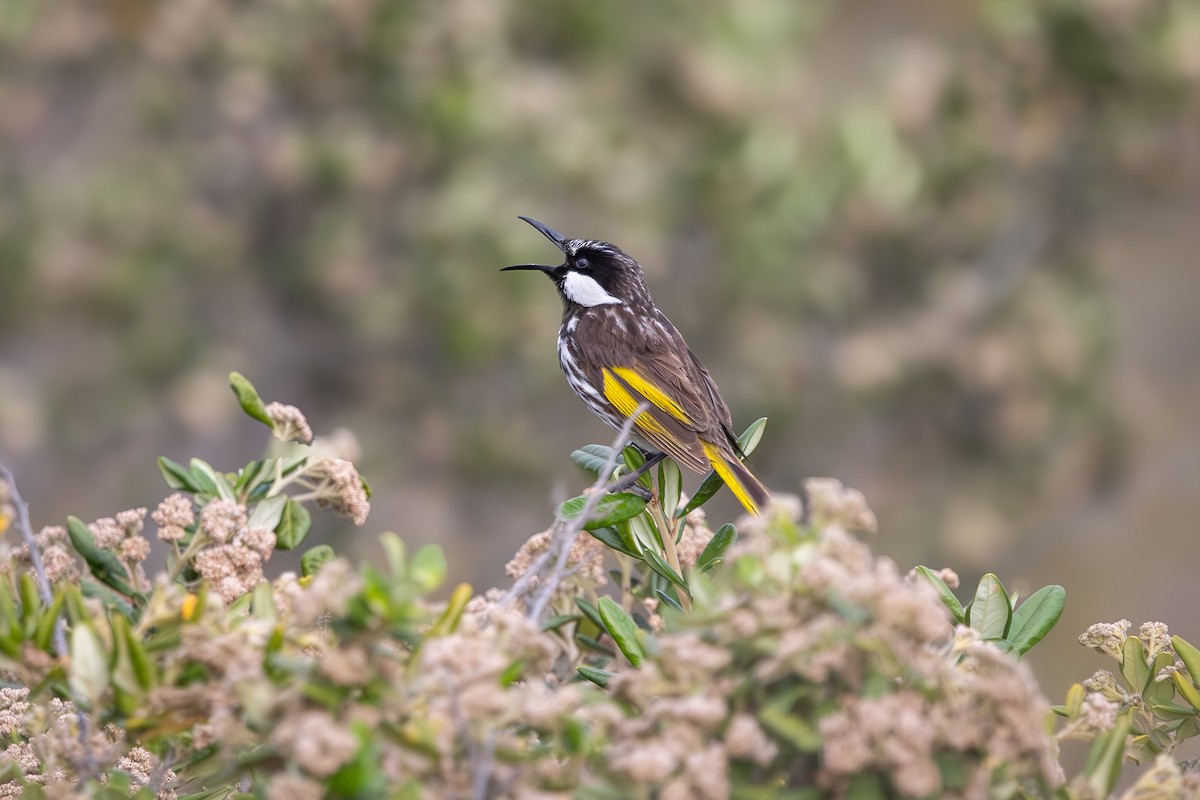 White-cheeked Honeyeater - ML645976535
