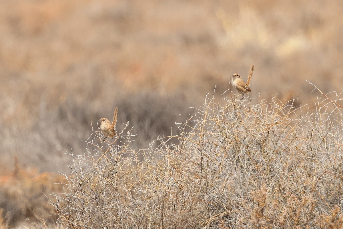 Thick-billed Grasswren - ML645976536