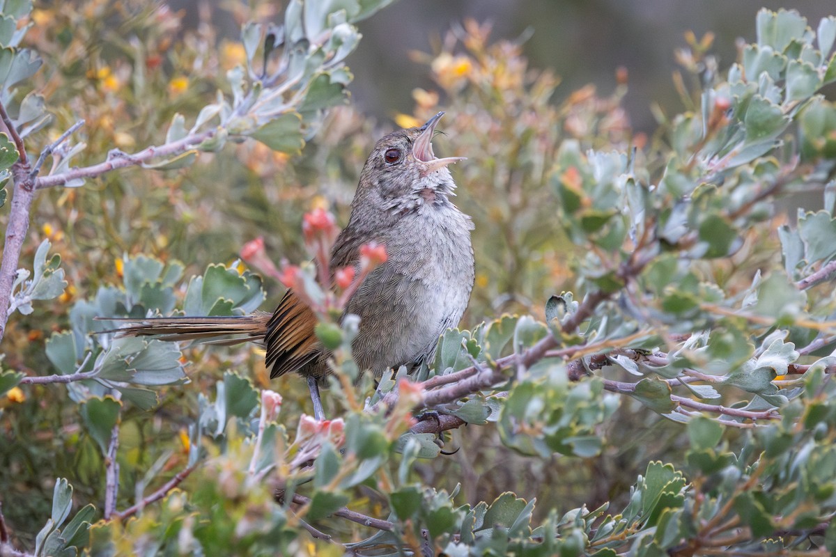 Western Bristlebird - ML645976541
