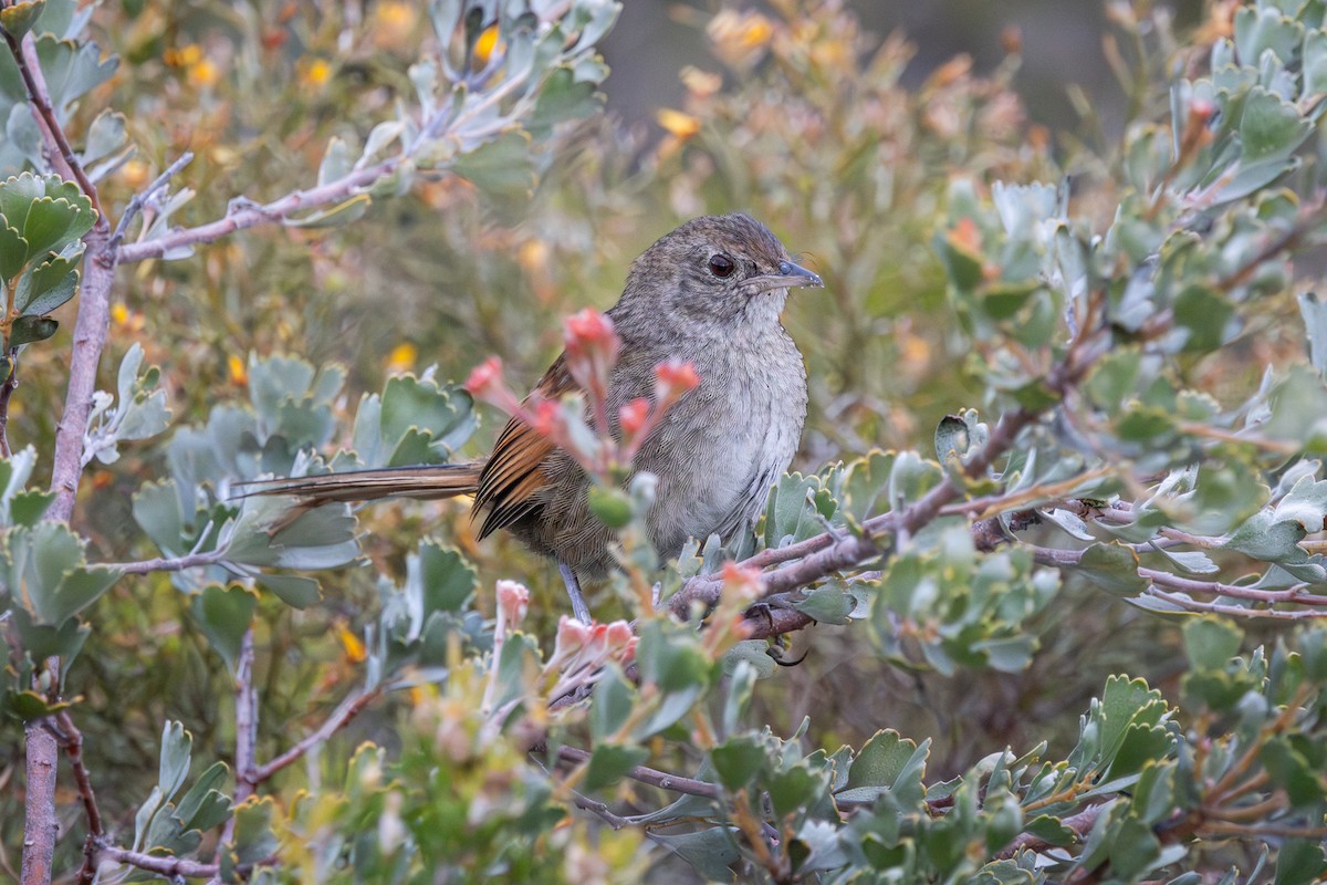 Western Bristlebird - ML645976542