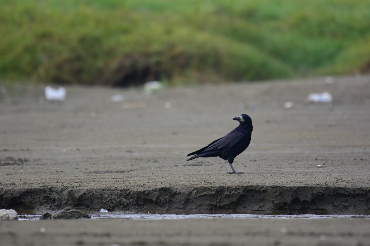 禿鼻鴉 - ML645976543