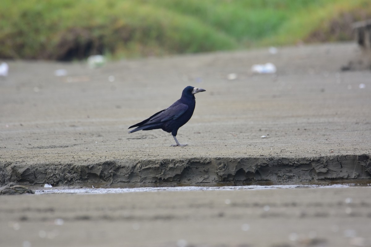 禿鼻鴉 - ML645976544