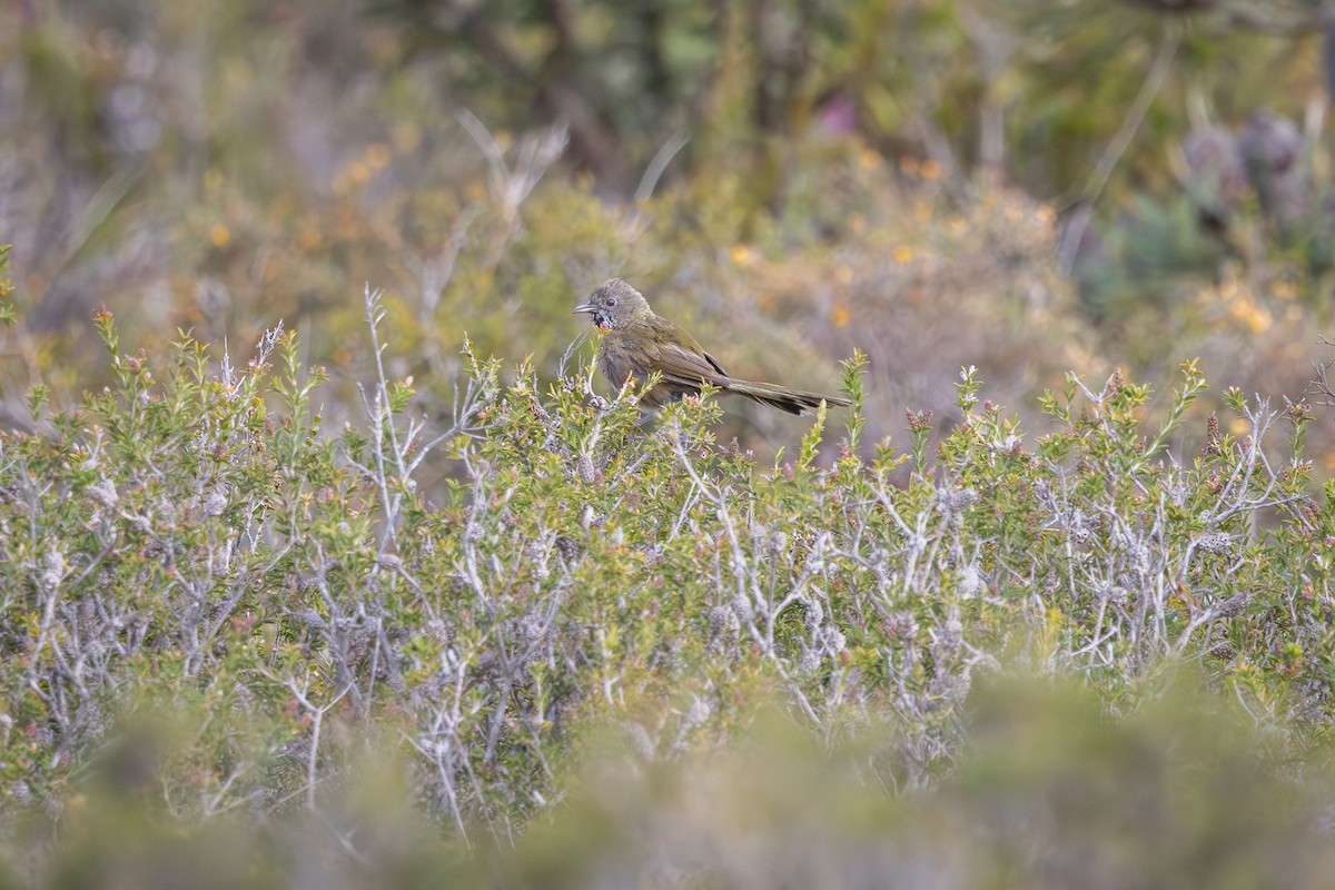 Western Whipbird (Black-throated) - ML645976546