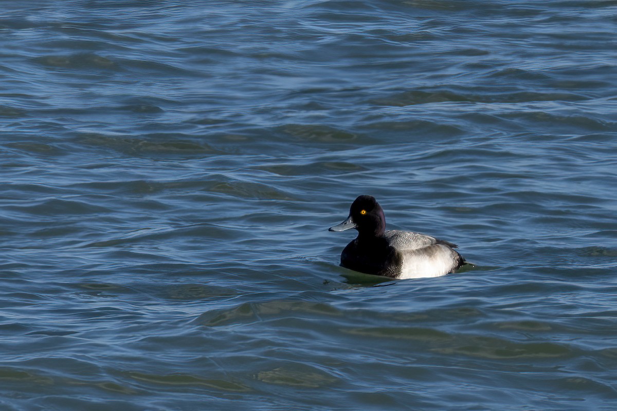 Lesser Scaup - ML645976549