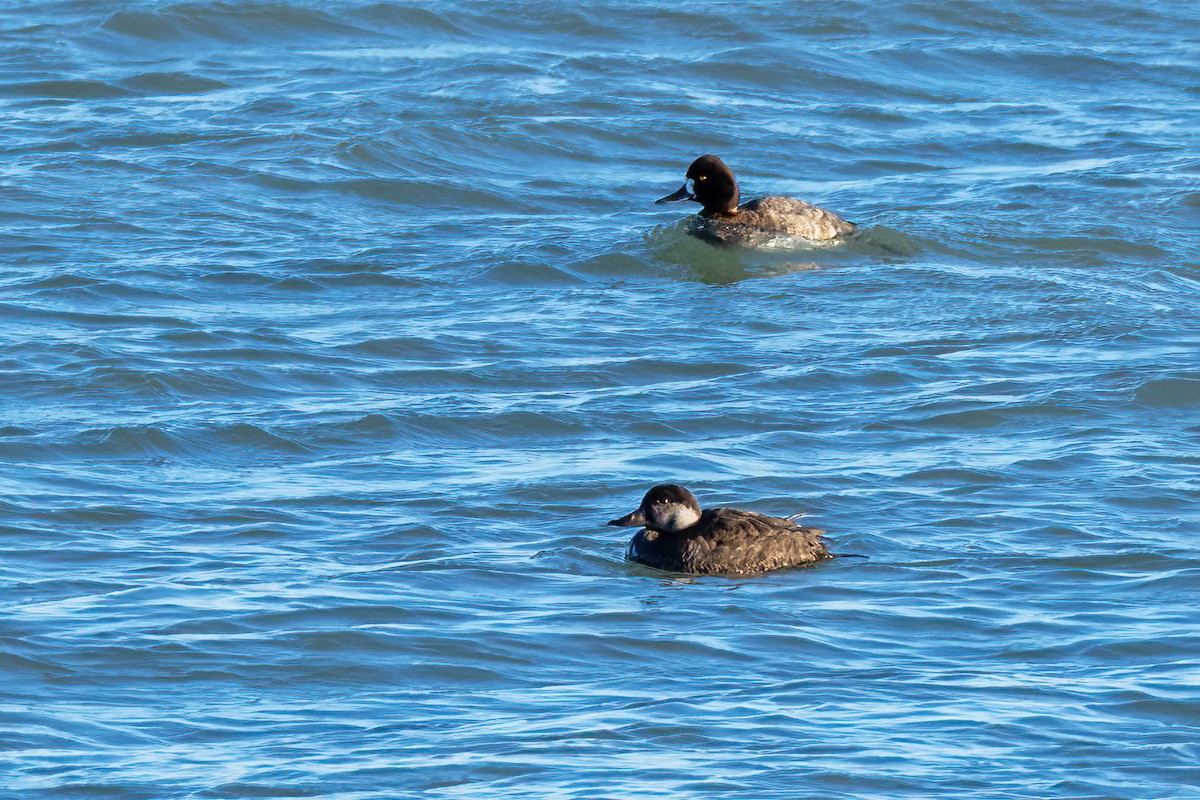 Lesser Scaup - ML645976550